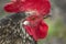 A rooster with a bright scallop looks into the frame , a close-up on a village farm