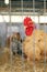 Rooster in Cage at County Fair