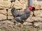 rooster chanticleer with black and white dotted feathers