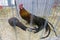 Rooster and a chicken at an agriculture fair 