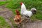 Rooster with chicken at the farmyard. Poultry farming