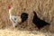 Rooster and Chicken on a Hayloft