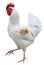 Rooster Chicken isolated on white background