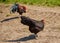 A rooster and a chicken of the Italian breed in a meadow. Summer rural landscape