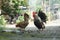 Rooster and chicken in java