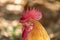 Rooster chicken male valent agriculture