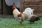 Rooster and chicken on russian village yard