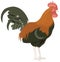 rooster chicken stand bird vector illustration transparent background