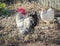 Rooster with chicken on a sunny autumn day