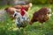 Rooster or chicken on traditional free range poultry farm