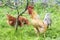 Rooster and chicken walking on green grass on the farm in the summer