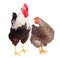 Rooster and chicken on white background