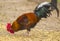 Rooster and chickens. farm. Chickens on traditional free range p