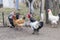 Rooster and chickens in a farmyard 