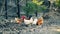 Rooster and chickens feeding in farmyard