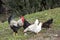 Rooster and Chickens. Free Range and Hens