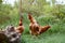 Rooster and chickens grazing on the grass