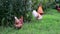 Rooster with chickens standing on grass