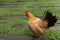 Rooster chickens on traditional free range poultry farm