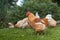 Rooster and chickens on traditional free range poultry farm. Close up of red rooster walking on grass.