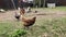 Rooster with chickens in the village yard. Walking chickens in the chicken yard.