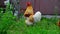 Rooster and chickens walking on grass