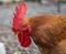 Rooster with chickens walking on a hay at the countryside .Free range chickens on a lawn pecking the ground.