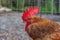 Rooster with chickens walking on a hay at the countryside .Free range chickens on a lawn pecking the ground