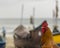 Rooster - Close up with beach background