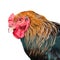 A rooster (close up), isolated