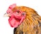 A rooster (close up), isolated