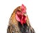 Rooster (close up), isolated