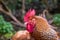 Rooster close up, standing and looking attentively, farm with chickens outdoors