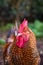 Rooster close up, standing and looking attentively, farm with chickens outdoors