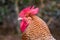 Rooster close up, standing and looking attentively, farm with chickens outdoors