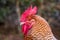 Rooster close up, standing and looking attentively, farm with chickens outdoors