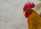 Rooster - Close up with white background