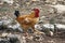 Rooster. cockerel in a farmland