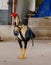 Rooster, cockfighting, standing on the cement floor, looking