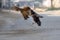 Rooster or cockfighting in streets of rural areas of punjab Pakistan