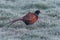 Rooster of Common Pheasant, Ring-necked Pheasant, Phasianus colchicus in winter in the time of dawn