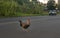 Rooster crossing the road with truck