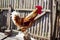 Rooster crowing against an wooden fence