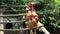 Rooster crowing in captivity