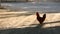 Rooster. crowing. Chicken rooster. Outside the farm. Cockerel