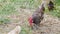 Rooster crowing while chickens crowing around chopping