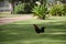 Rooster crows on a lawn in Kauai
