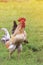 Rooster crows standing on green grass on the farm