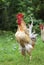 Rooster crows standing on green grass on the farm