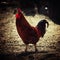 Rooster, dark background, low key, selective focus